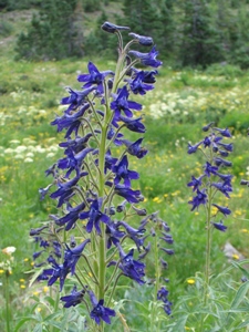 Delphinium barbeyi